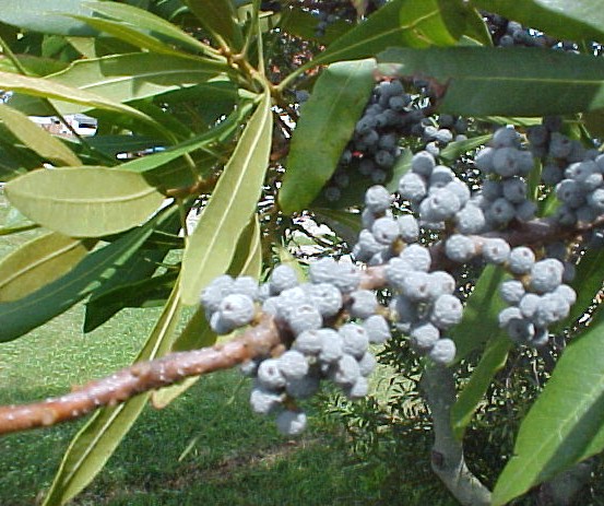 Bayberry fruit