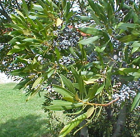 Bayberry fruiting branches