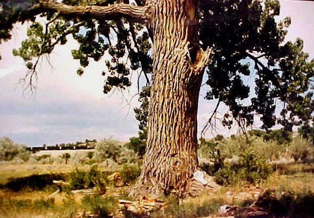01_Western Cottonwood tree