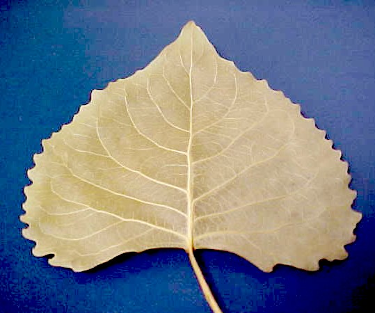 Western Cottonwood leaf