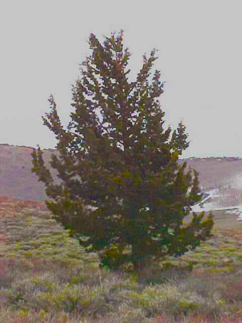 01_Western Juniper tree