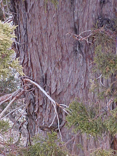 Western Juniper bark