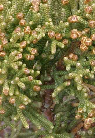 Western Juniper foliage