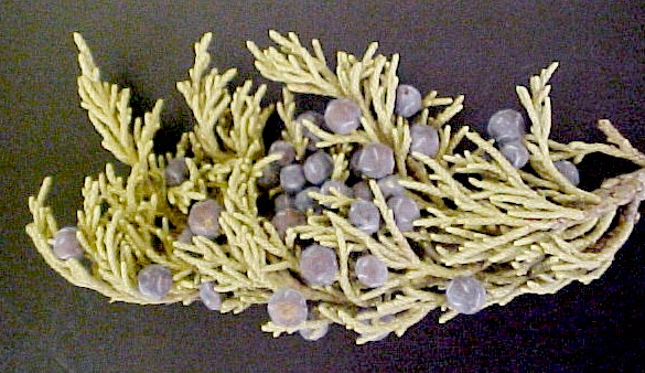 Western Juniper fruiting twig