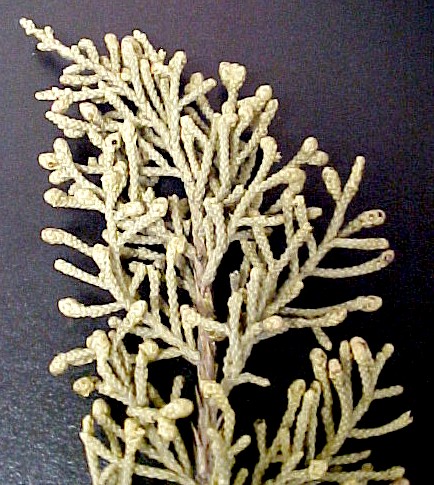 Western Juniper male twig