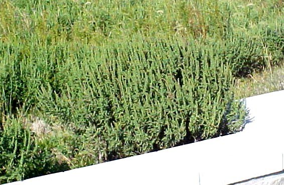 01_Westerm Ragweed mature plant