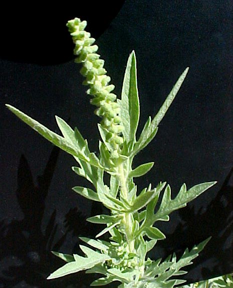 Westerm Ragweed plant