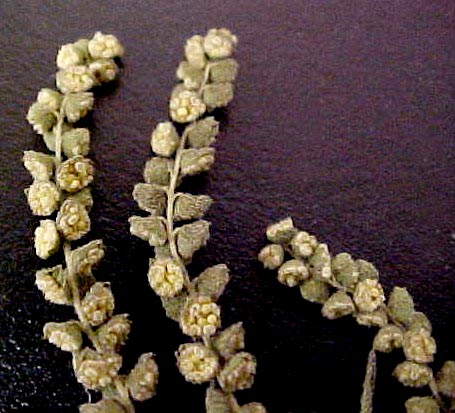 Western Ragweed male flowers