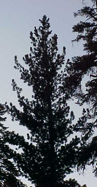 01_Western White Pine young tree
