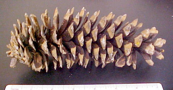 Western White Pine cone