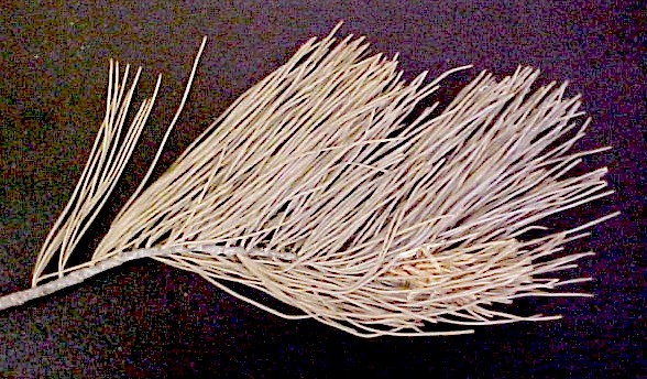 Western White Pine foliage
