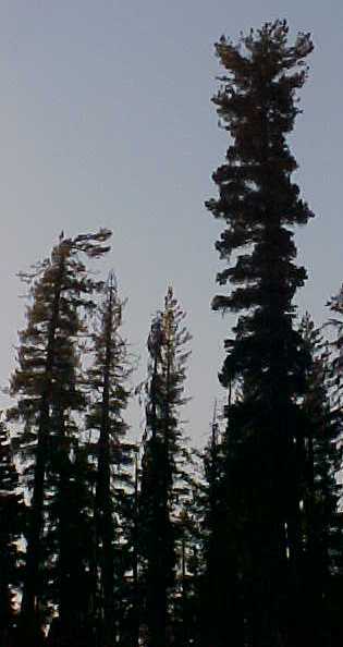 Western White Pine mature tree