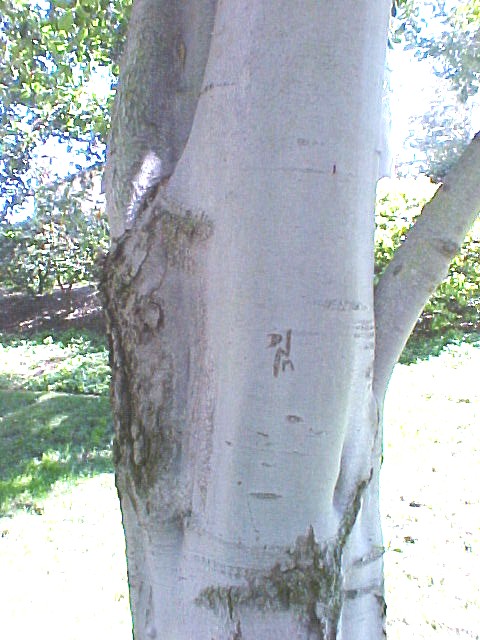 01_White Alder trunk