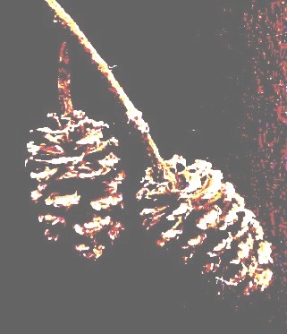 White Alder cones