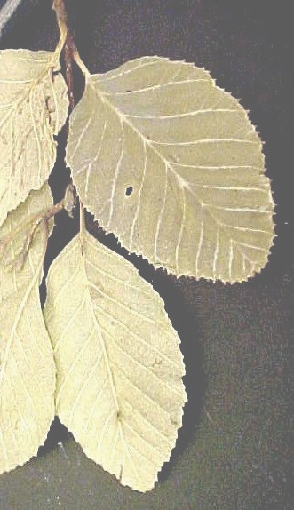 White Alder leaves