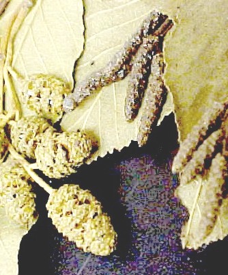 White Alder male and female flowers