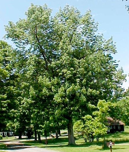 01_White Ash tree