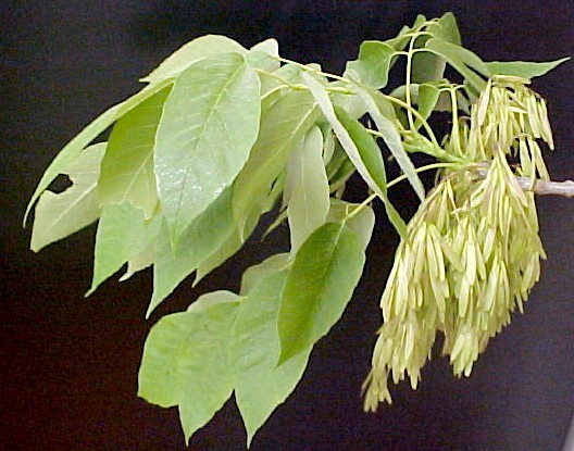 White Ash branch