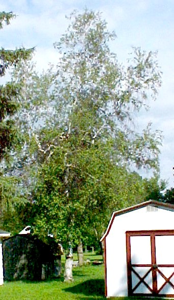 01_White Birch tree