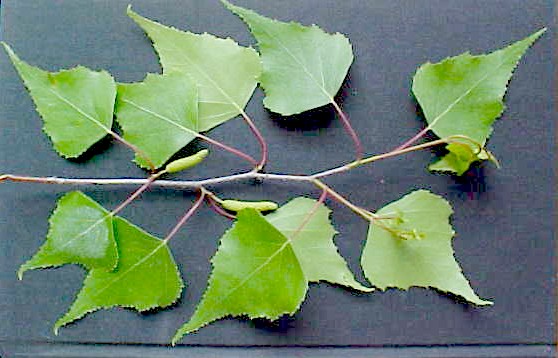 White Birch fruiting