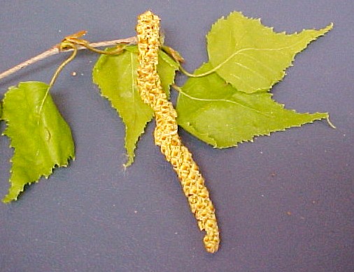 White Birch male flwrs