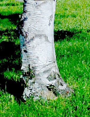 White Birch trunk