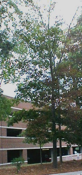 01_White Hickory tree