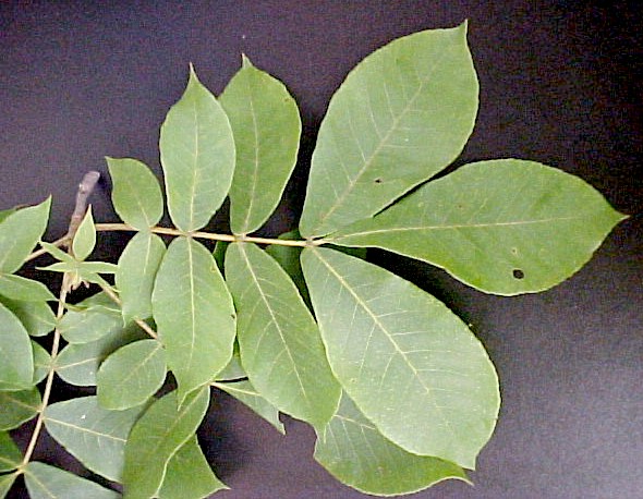 White Hickory leaves