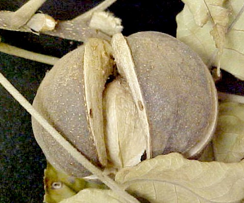 White Hickory mature fruit