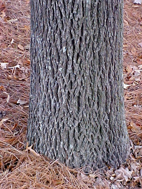 White Hickory trunk