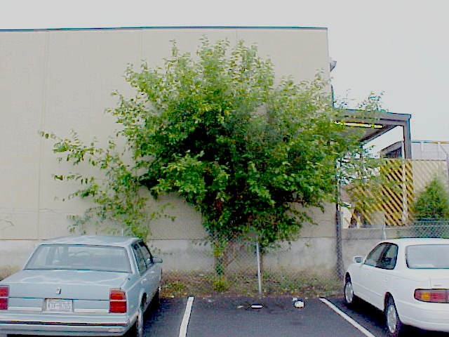 01_White Mulberry tree