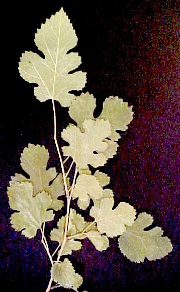 White Mulberry foliage