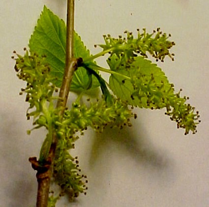 White Mulberry male flowers