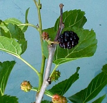 White Mulberry ripe fruit