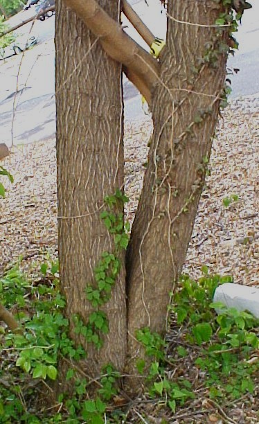 White Mulberry trunk