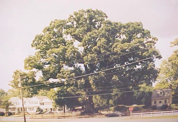 01_White Oak large tree