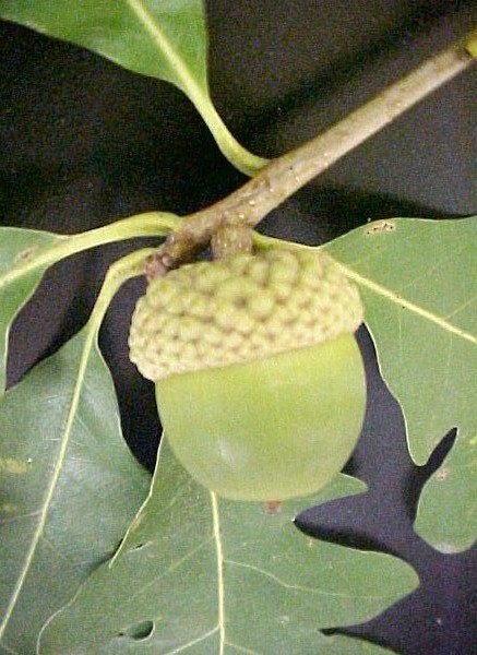 White Oak fruit
