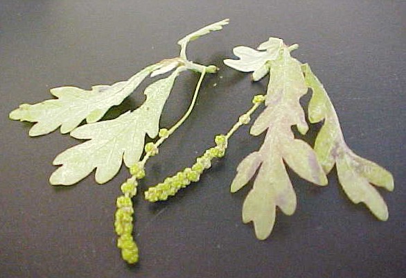 White Oak male flowers