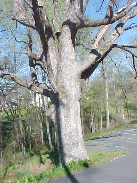 White Oak trunk