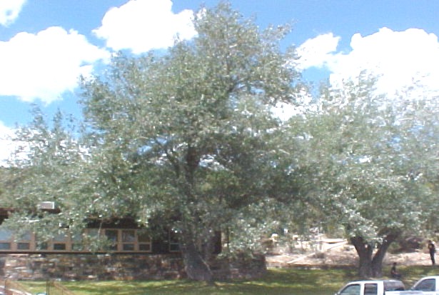 01_White Poplar large tree
