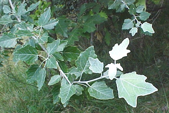 White Poplar  foliage
