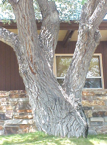 White Poplar large trunk