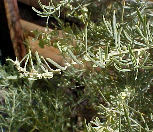 Wingscale foliage