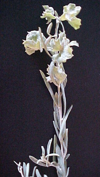 Wingscale fruiting twig