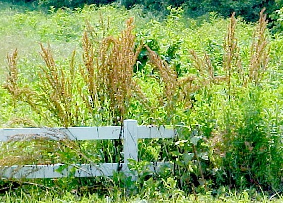 01_Curly Dock plants