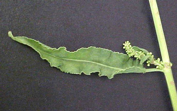 Curly Dock leaf closeup