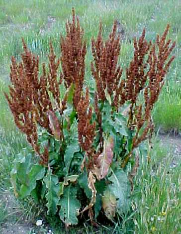 Curly Dock mature plan