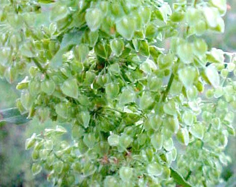 Curly Dock young fruit