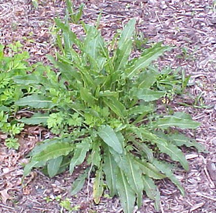 Curly Dock young plant