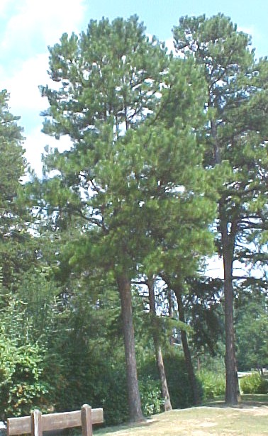 01_Yellow Pine trees